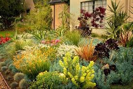 Landscaping with Drought-Tolerant Plants 